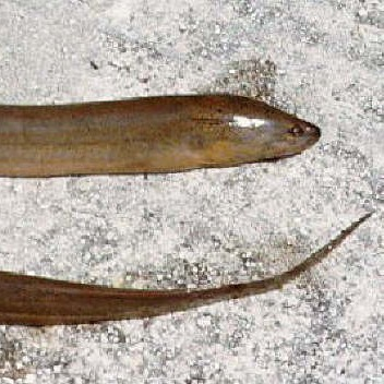Swamp eel