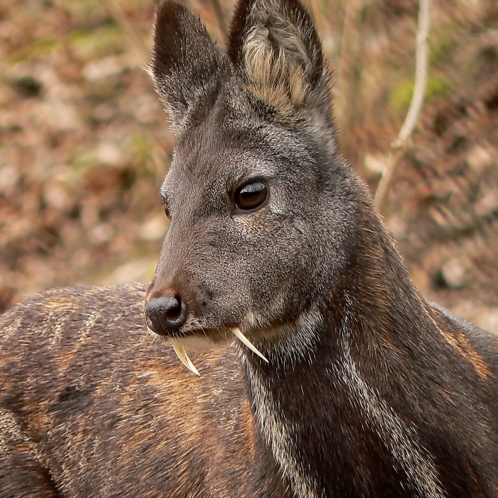 Siberian musk deer