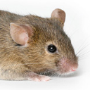 Mouse CBA/J