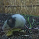 Mouse JF1/MsJ