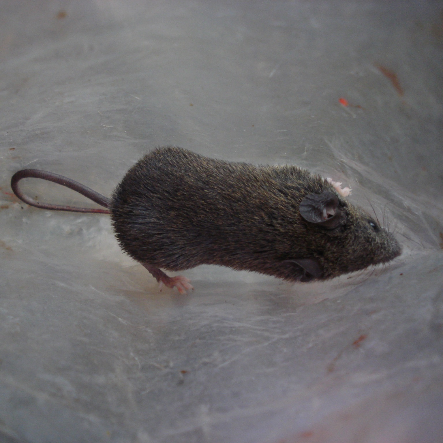 Shrew mouse