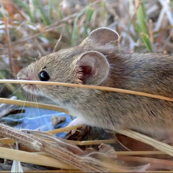 Western wild mouse