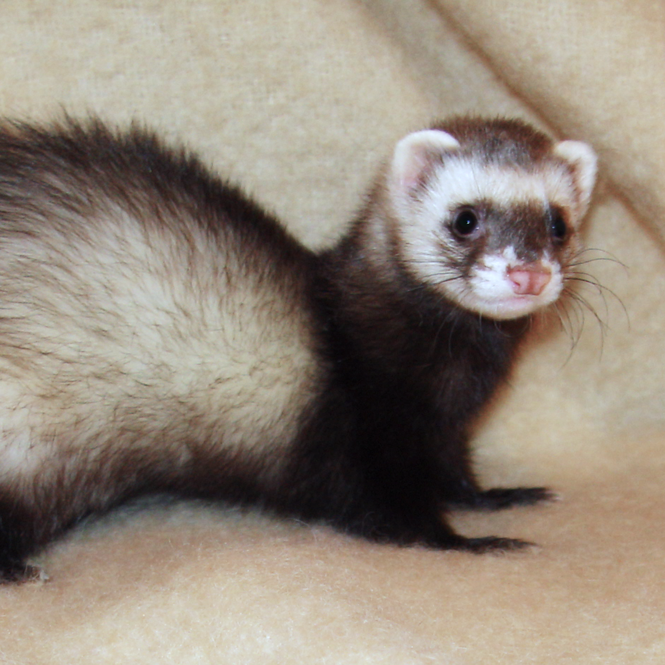 Ferret