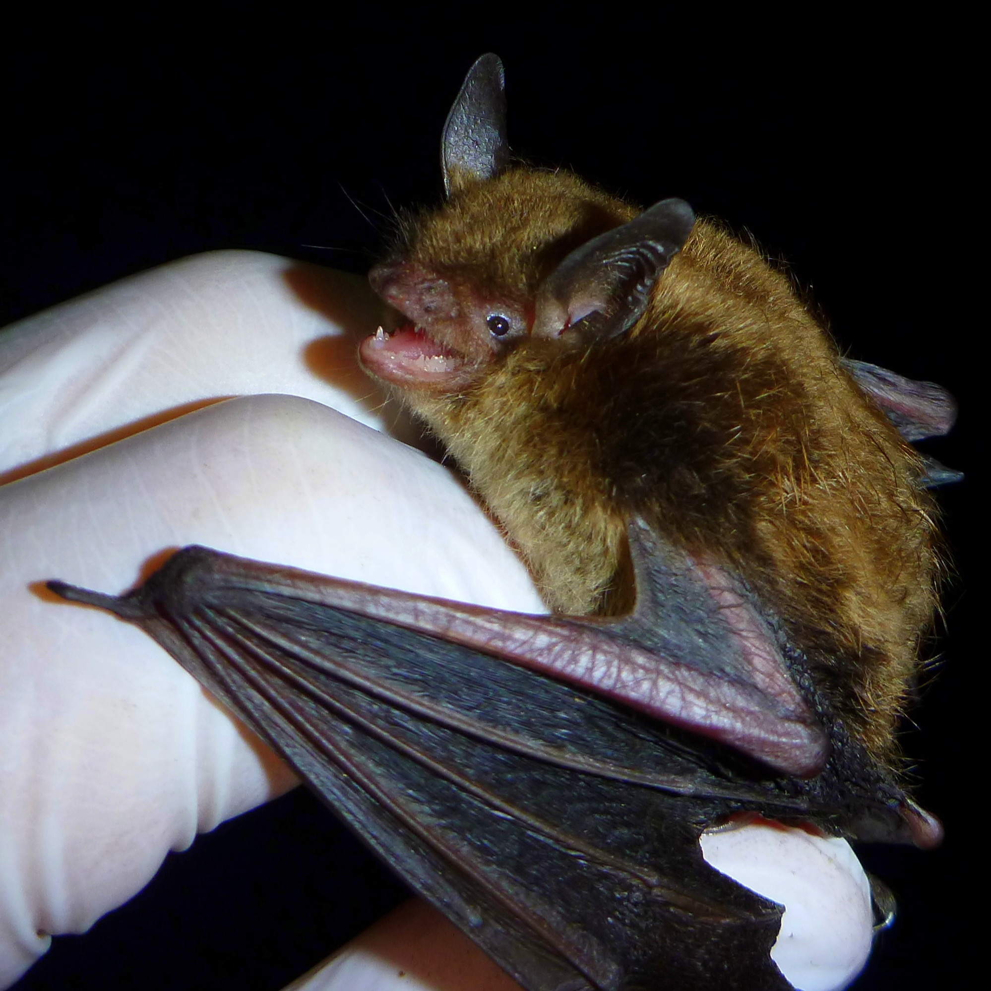 Microbat