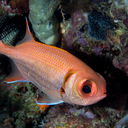 Pinecone soldierfish
