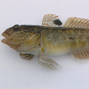 Round goby