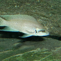 Lyretail cichlid