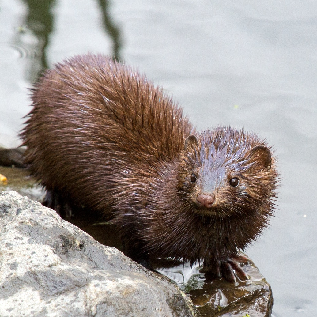 American mink