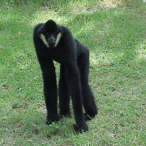 Gibbon