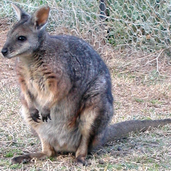 Wallaby