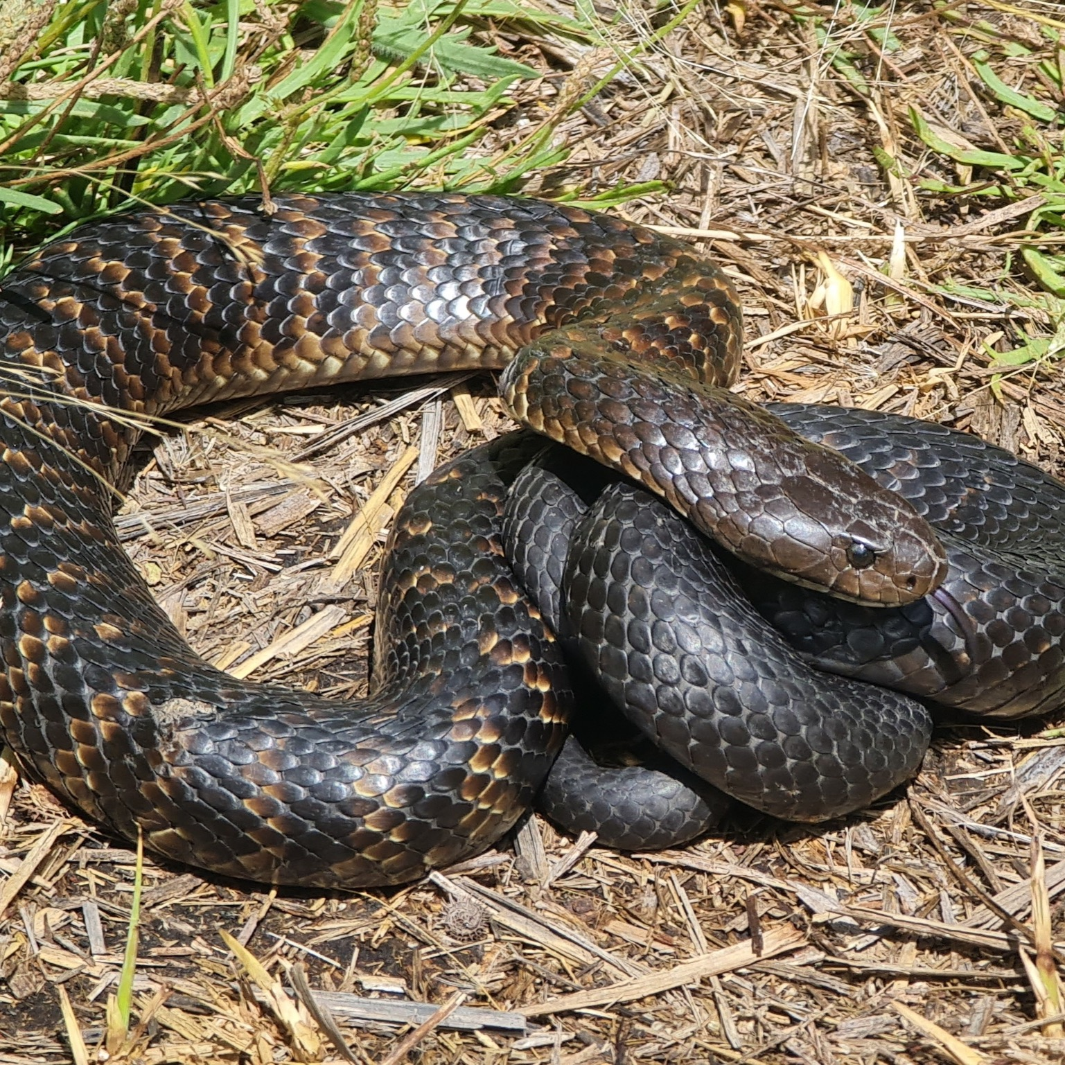 Mainland tiger snake