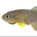 Turquoise killifish