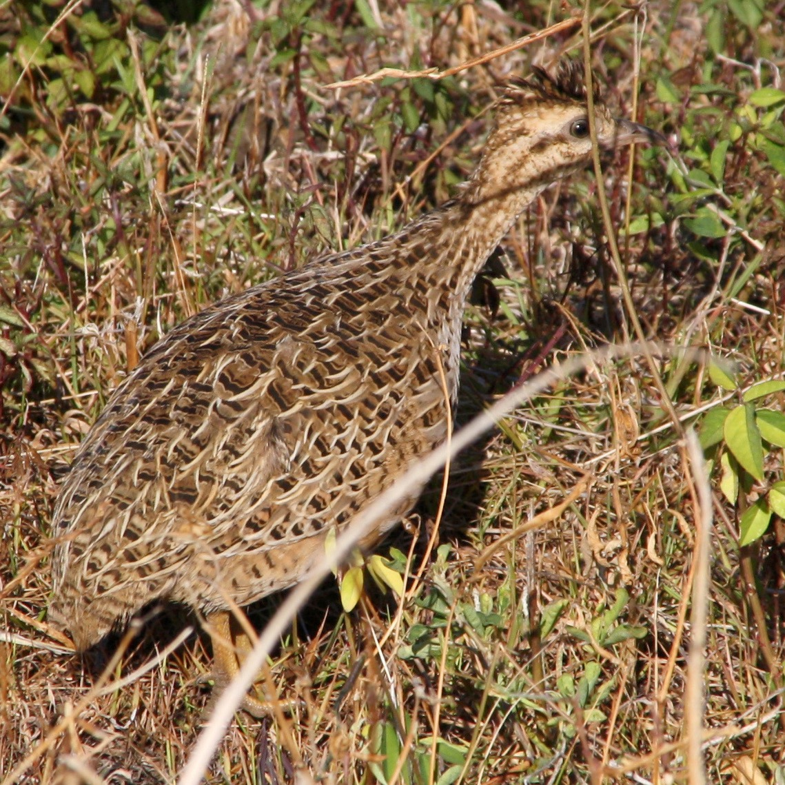 Chilean tinamou