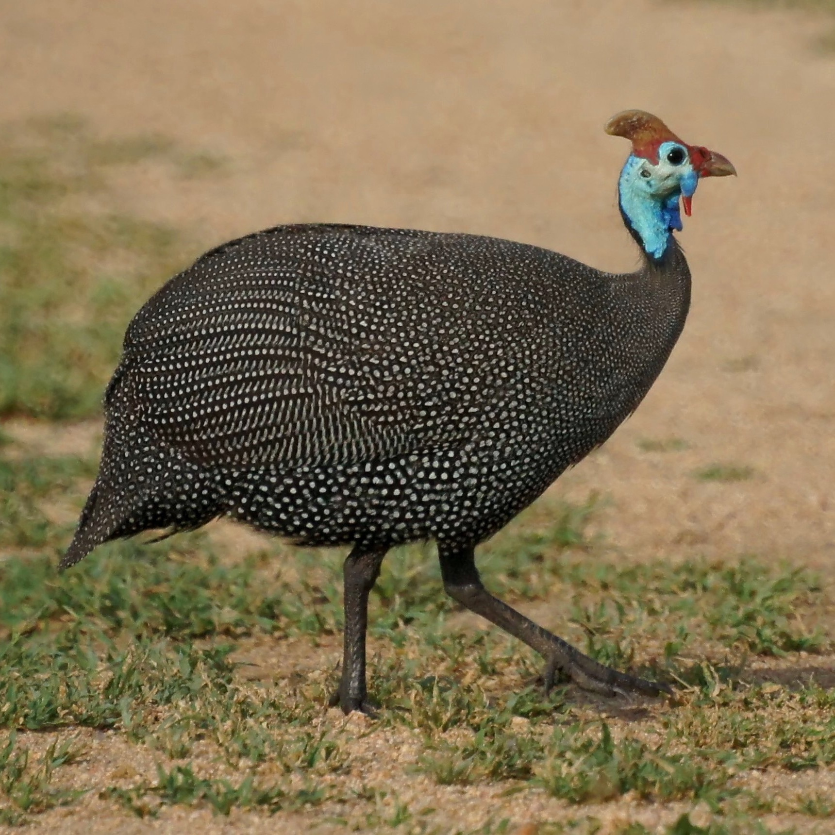 Helmeted guineafowl