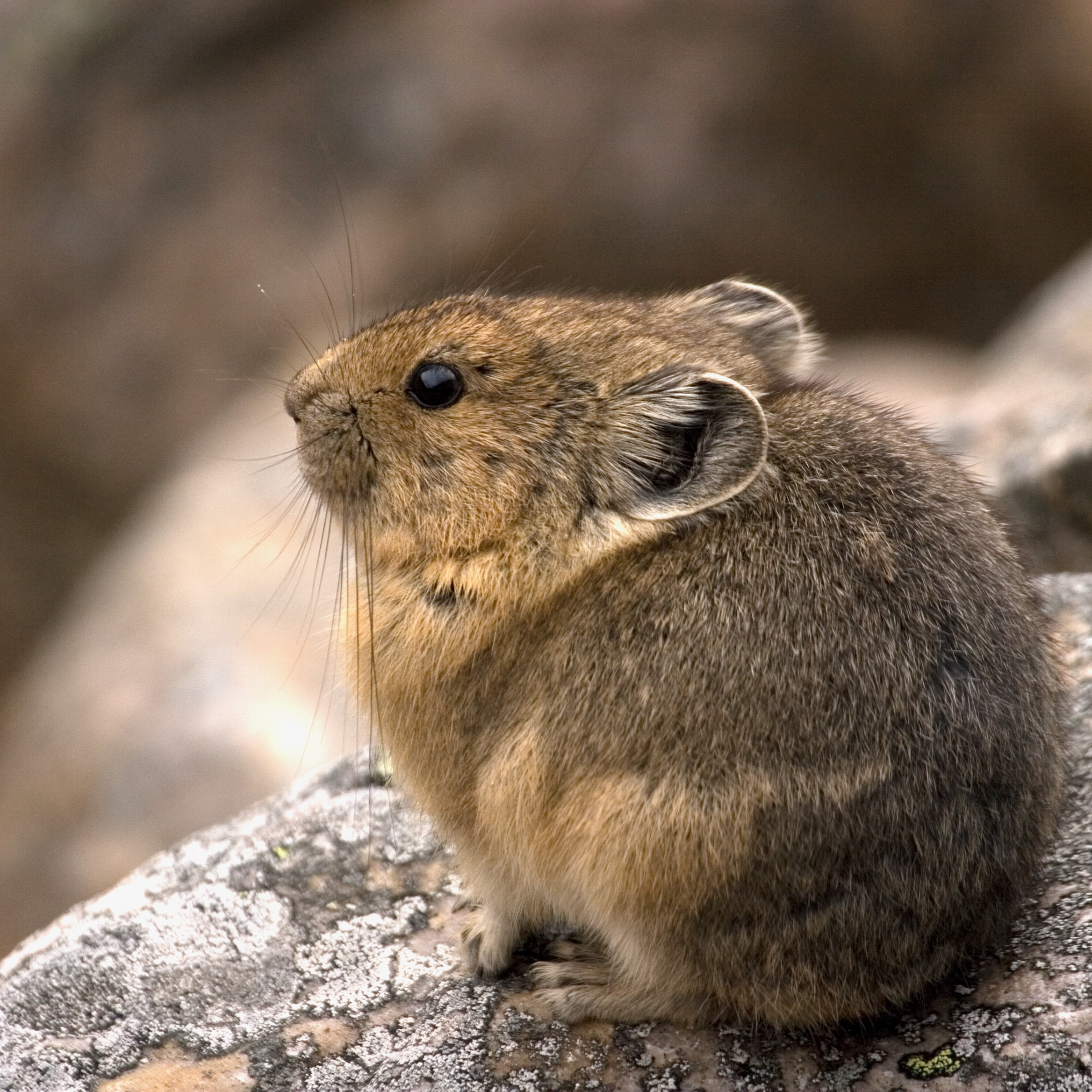 Pika