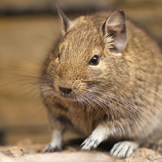 Degu