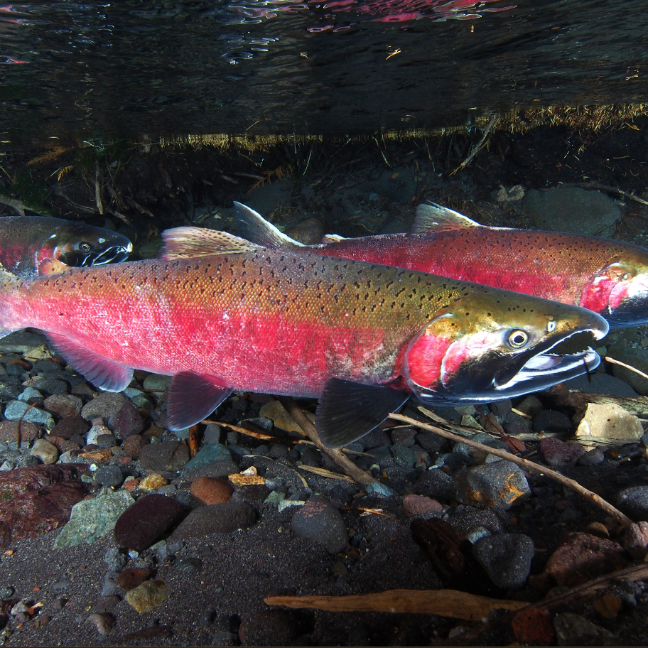 Coho salmon