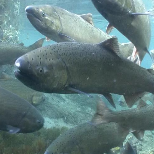Chinook salmon