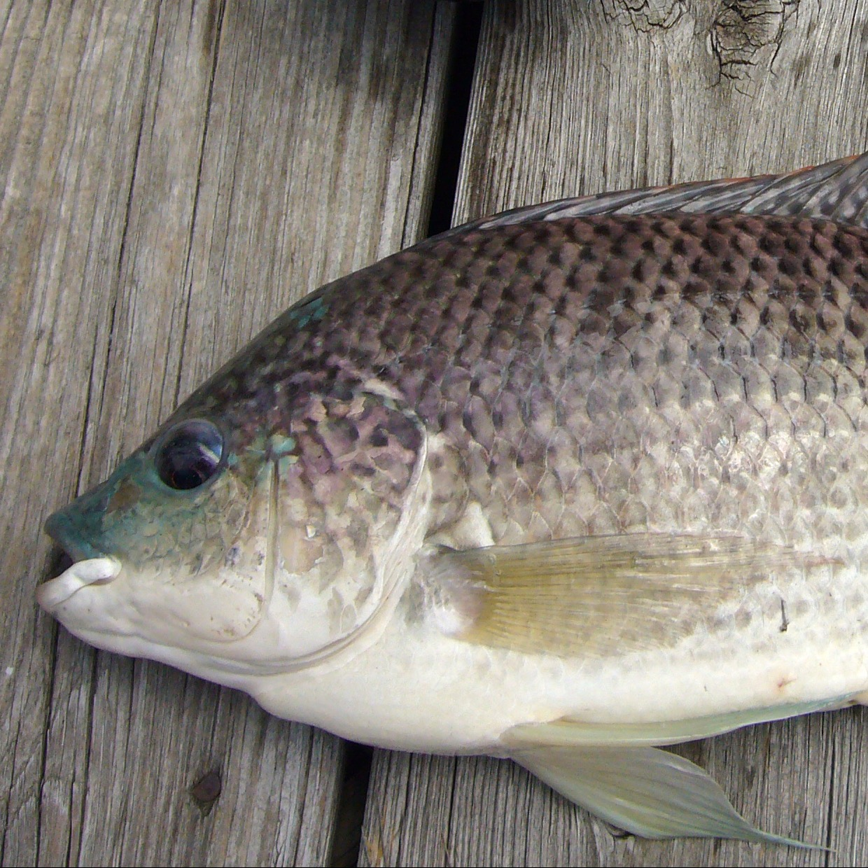Blue tilapia