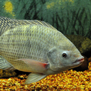 Nile tilapia