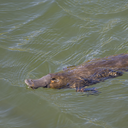 Platypus