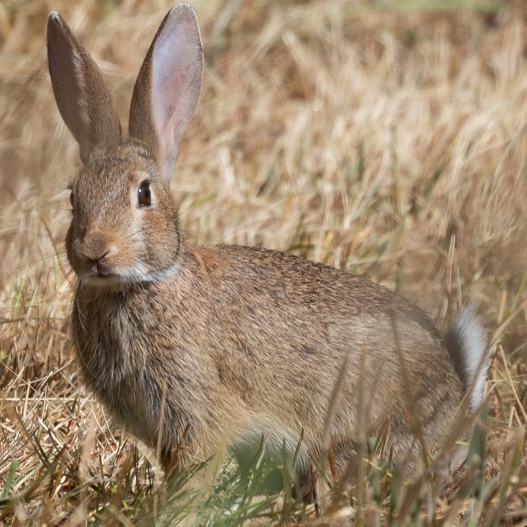 Rabbit