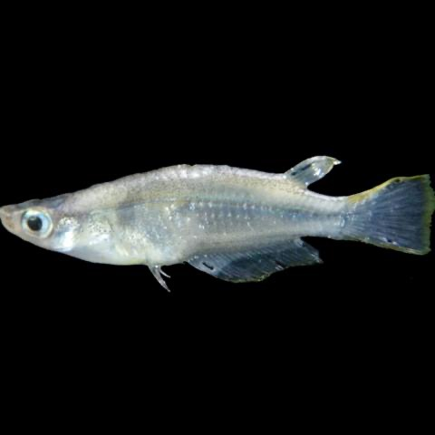Javanese ricefish