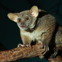 Bushbaby