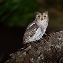 Oriental scops-owl
