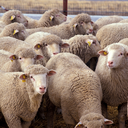 Sheep - Kermani
