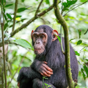 Chimpanzee