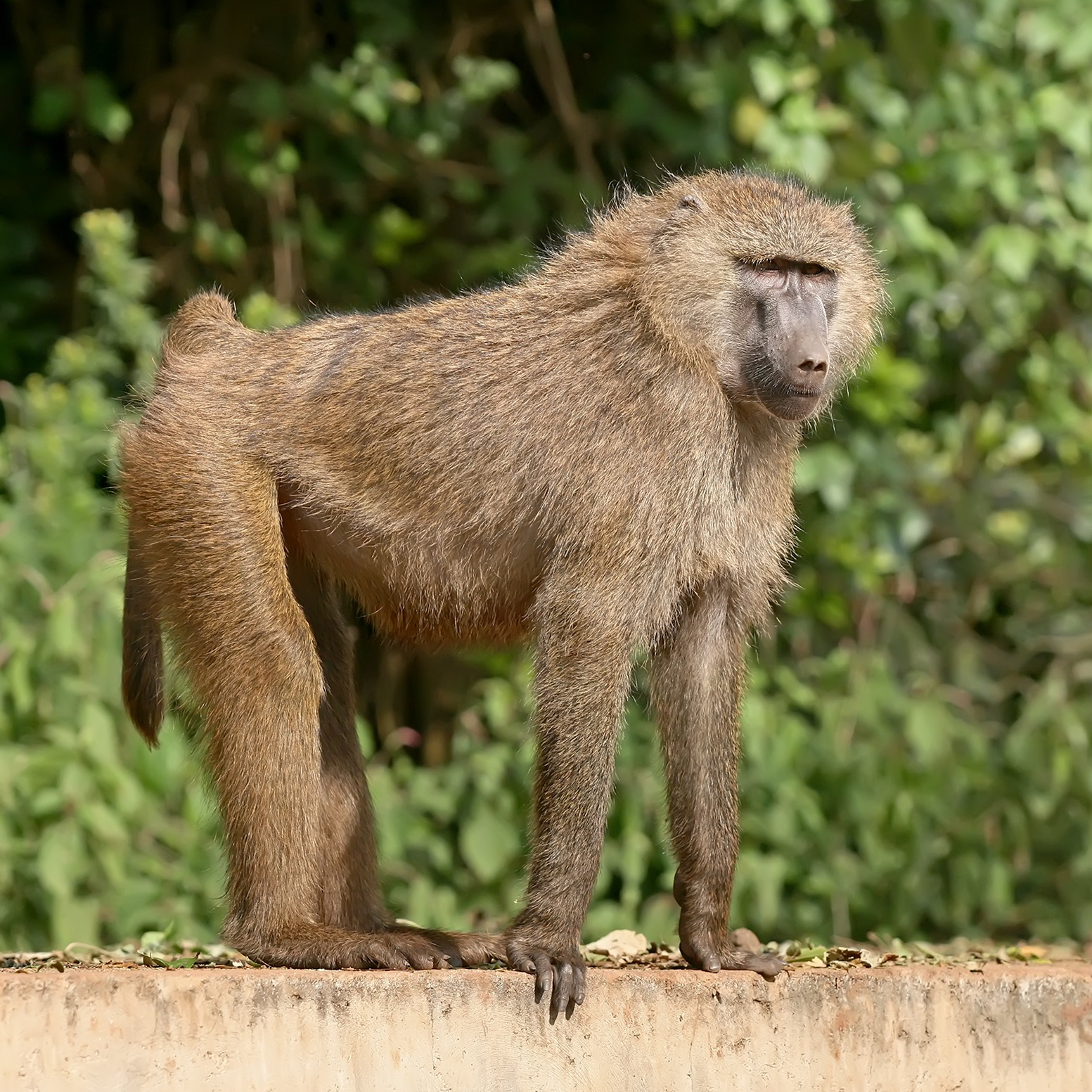 Olive baboon