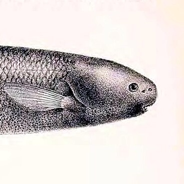 P. kingsleyae