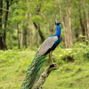 Indian peafowl