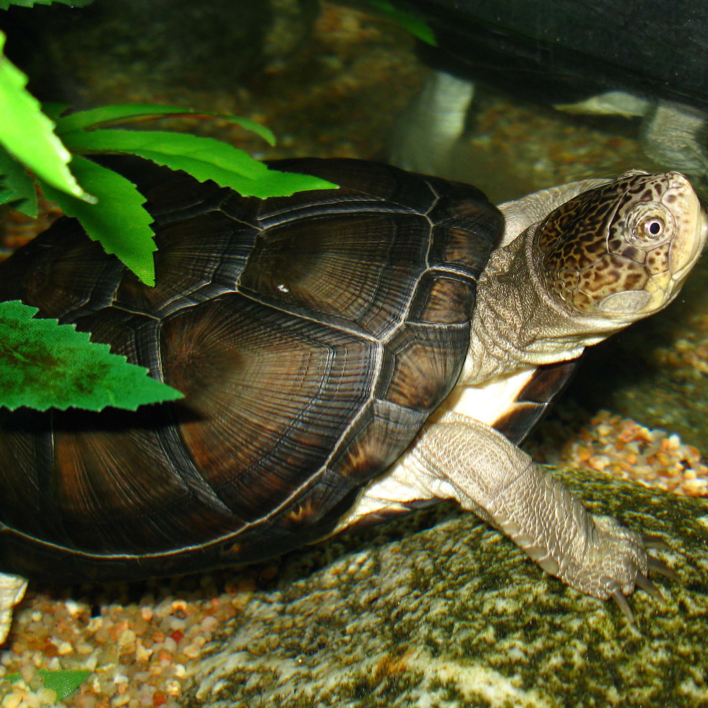 West African mud turtle