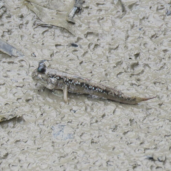 P. magnuspinnatus