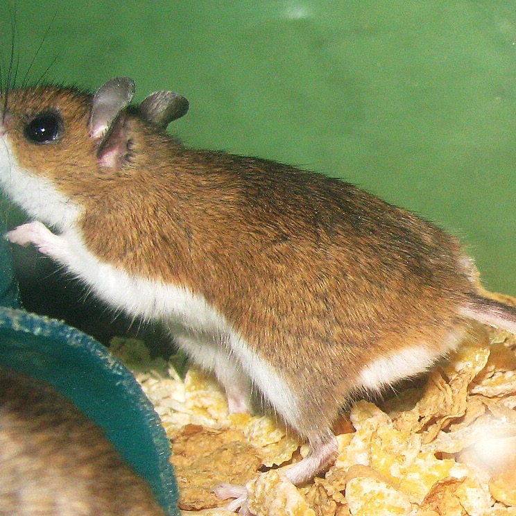 Northern American deer mouse