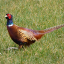Ring-necked pheasant