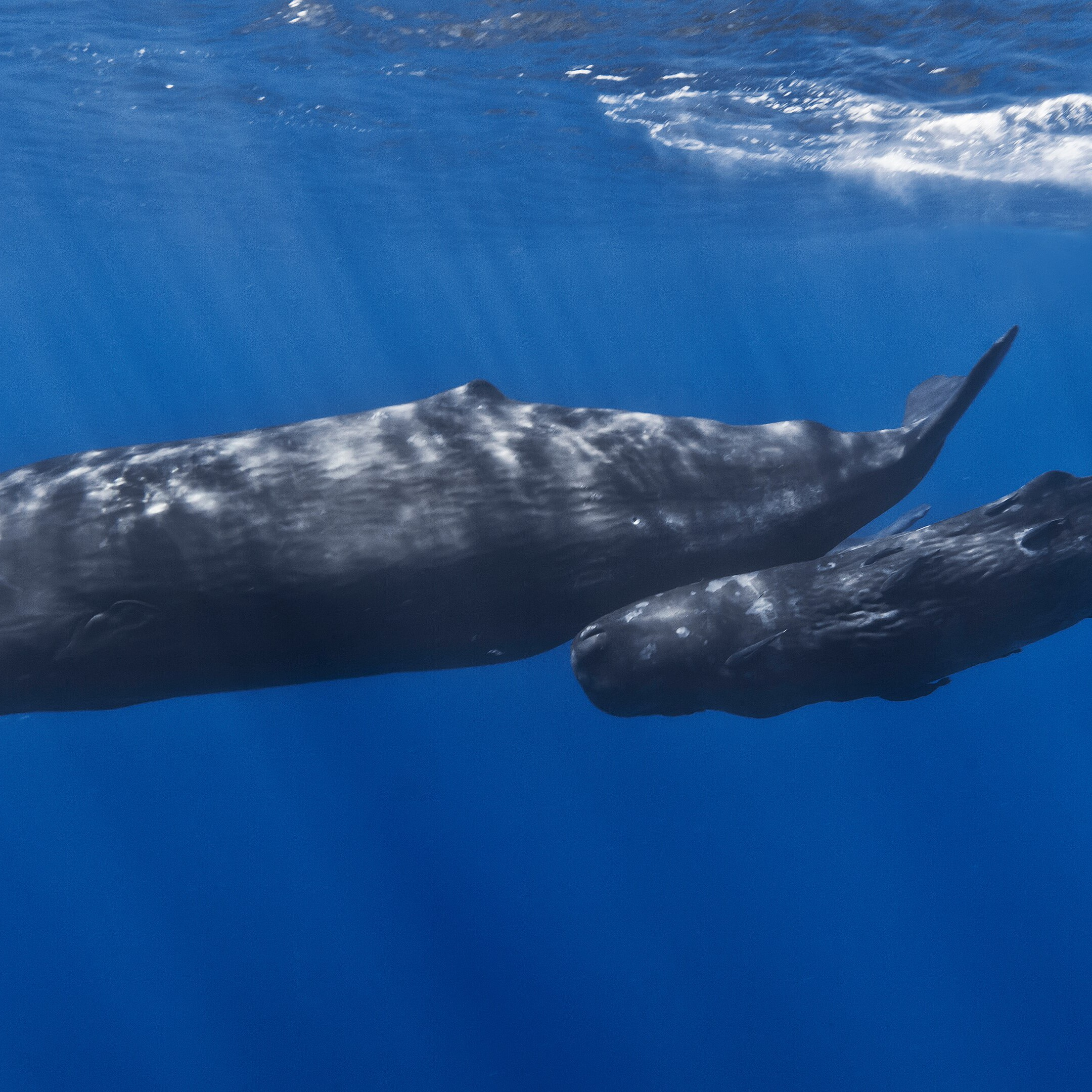 Sperm whale