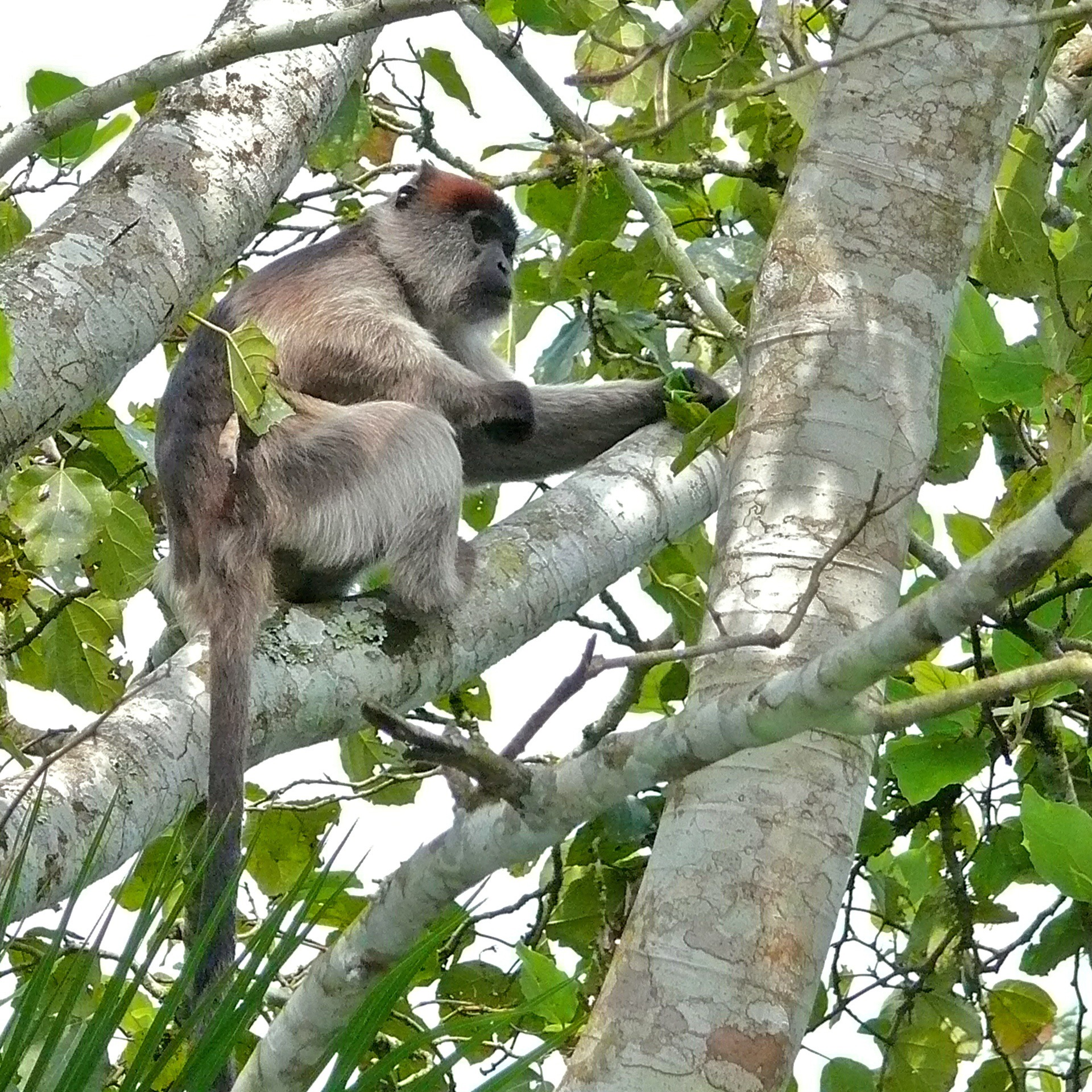 Ugandan red Colobus