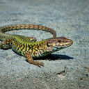 Common wall lizard