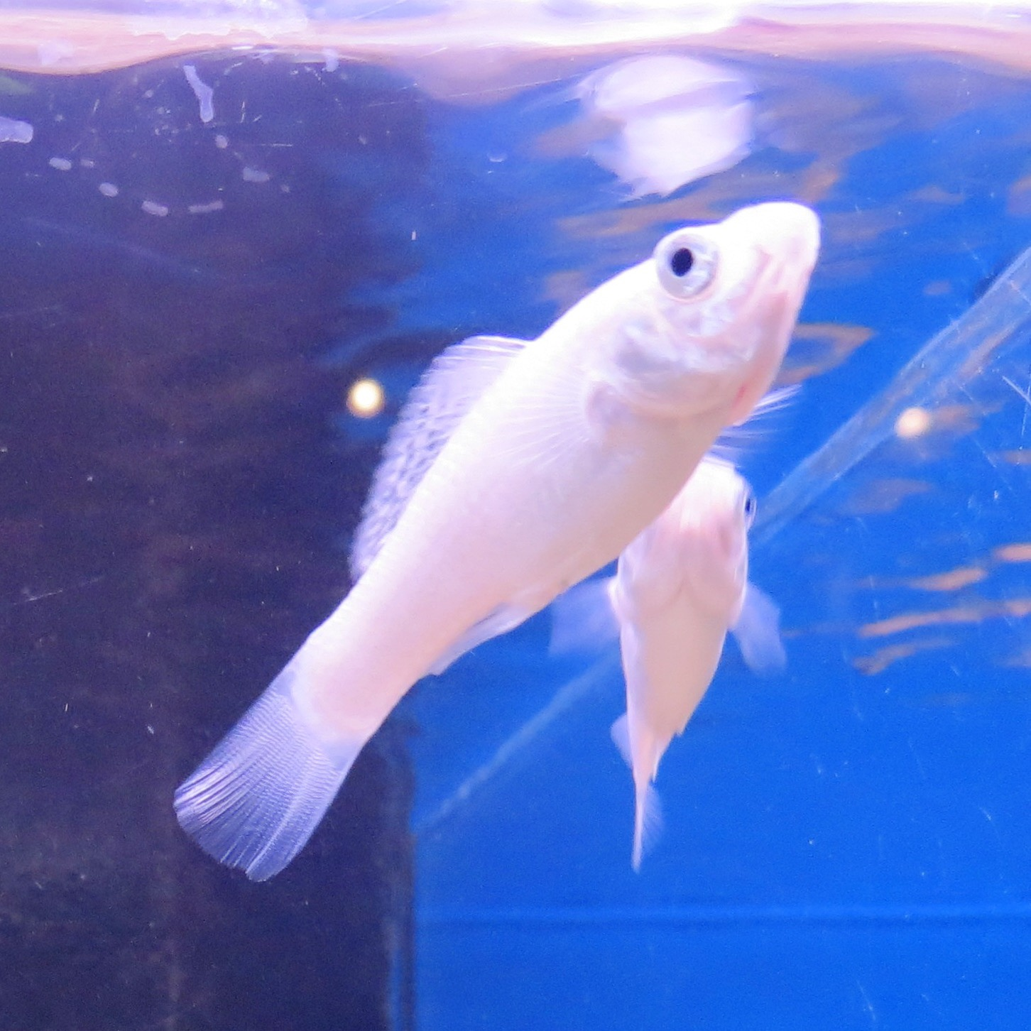 Sailfin molly