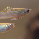 Shortfin molly