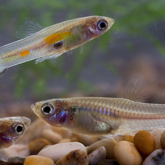 Guppy