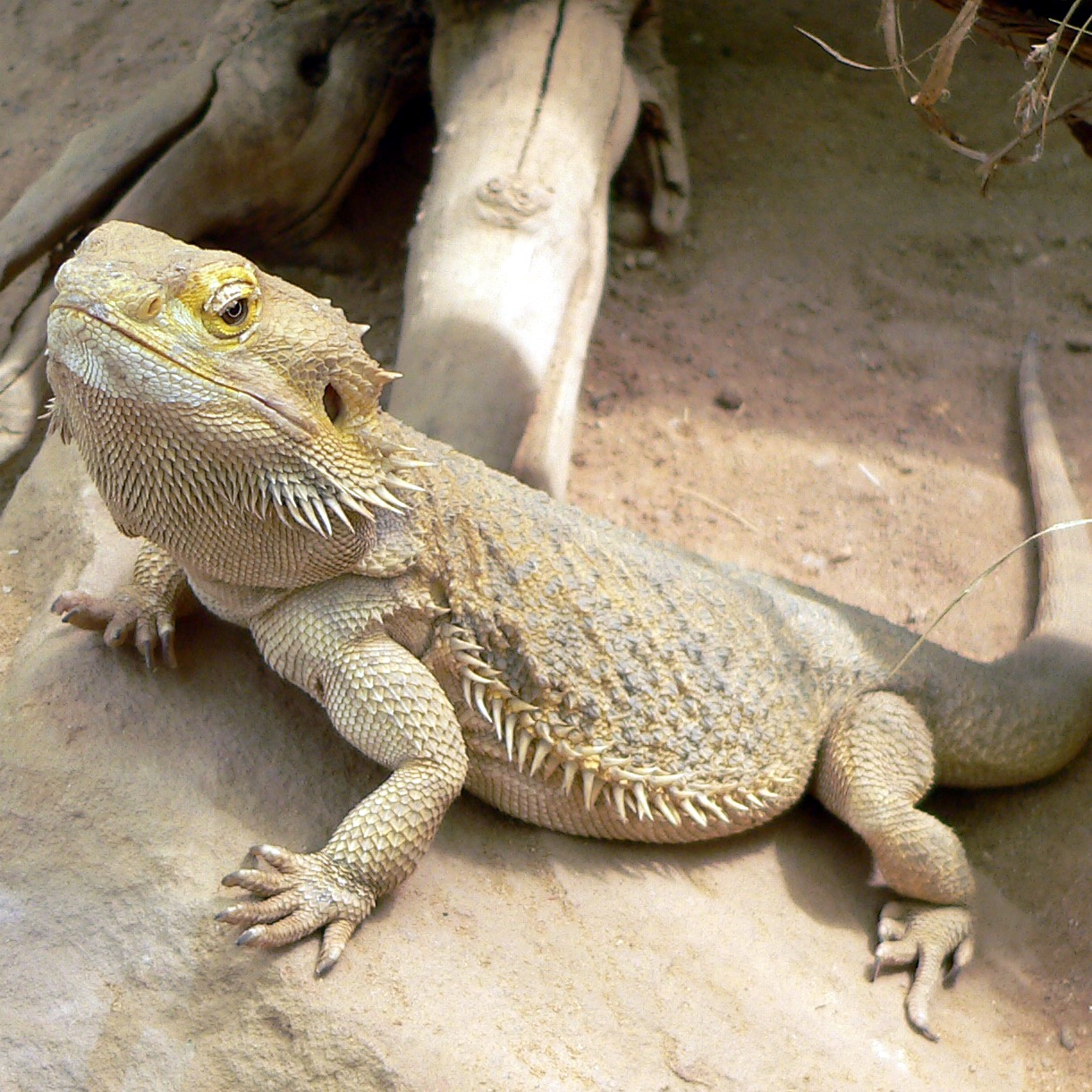 Central bearded dragon