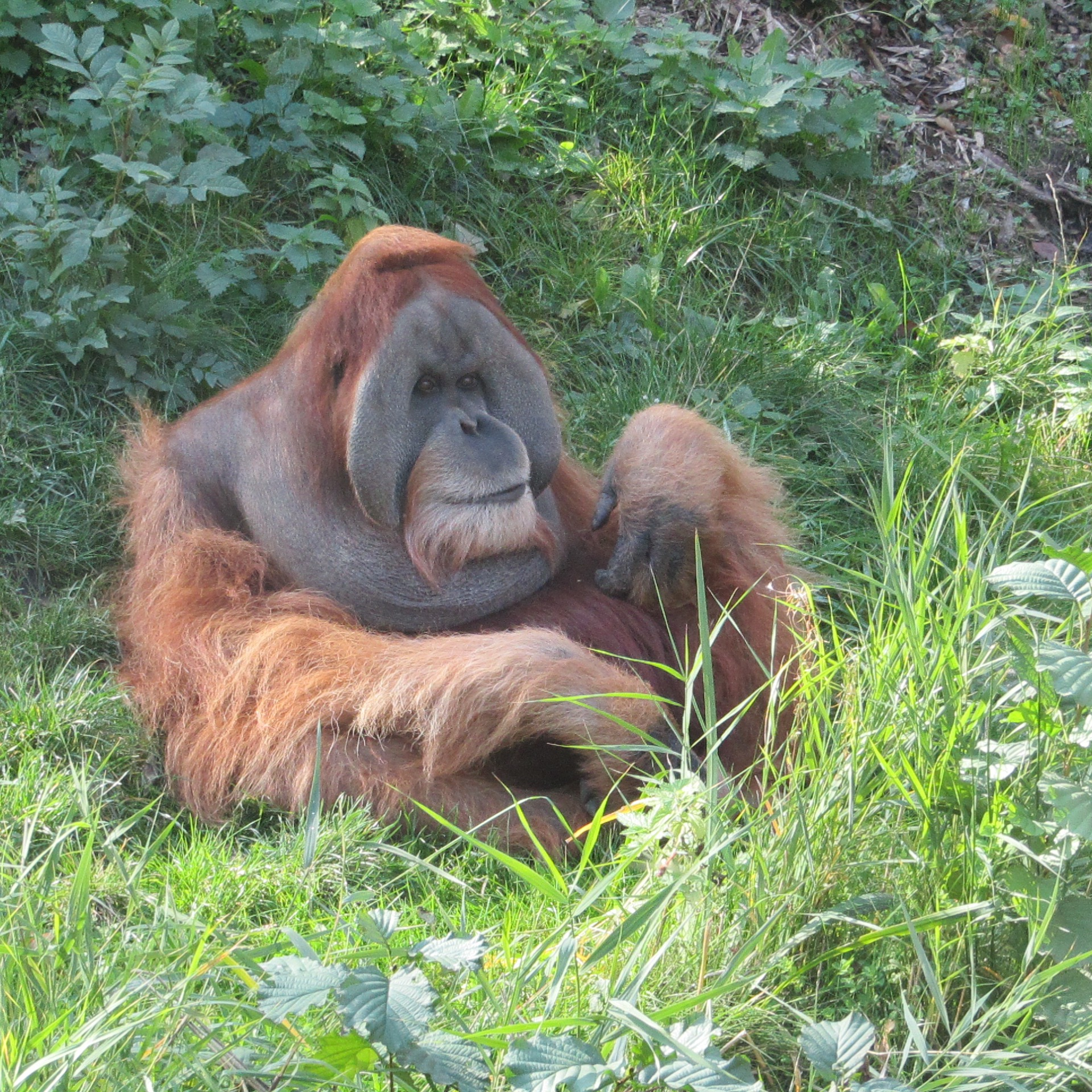 Sumatran orangutan