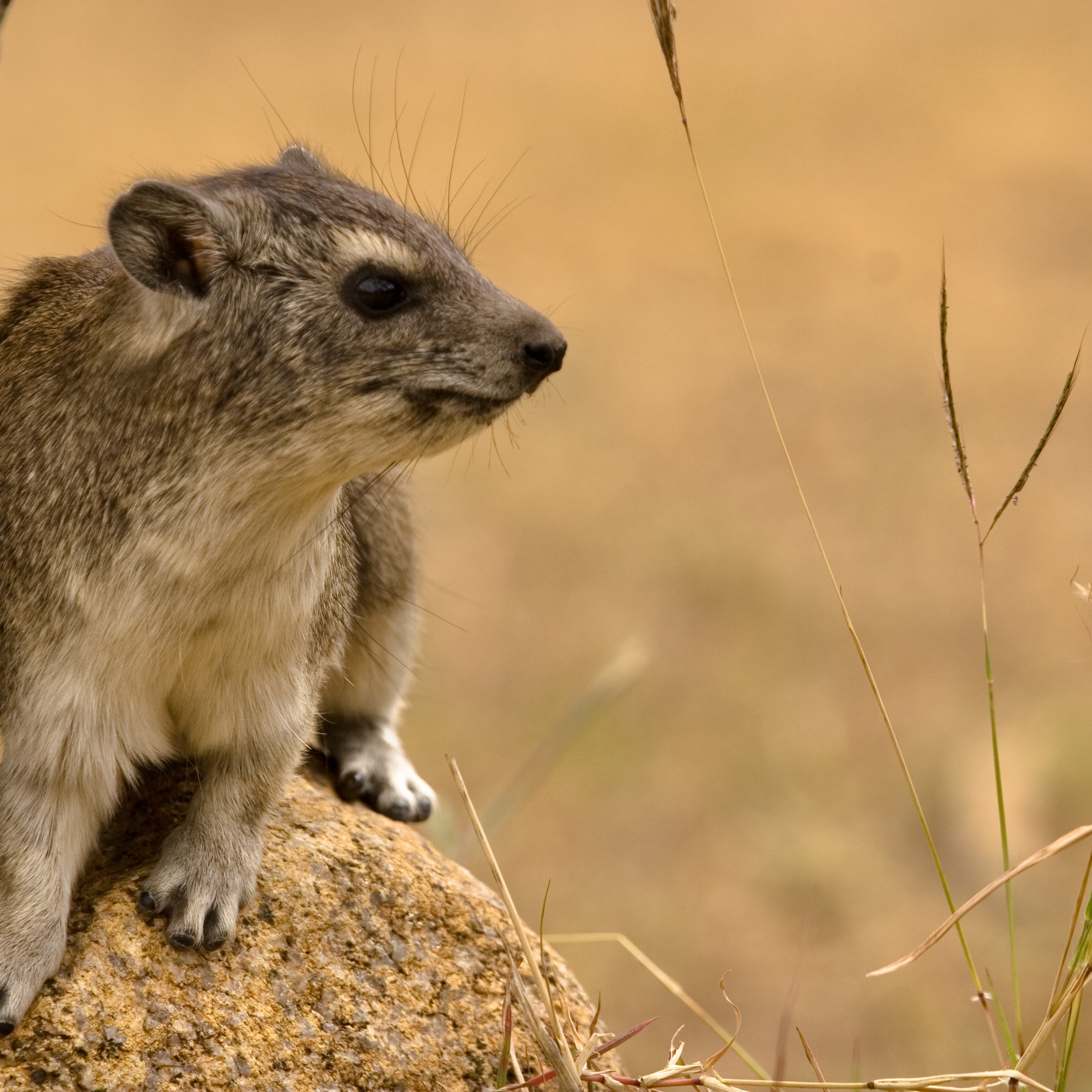 Hyrax