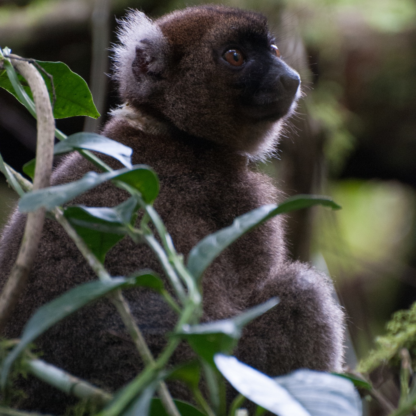 Greater bamboo lemur