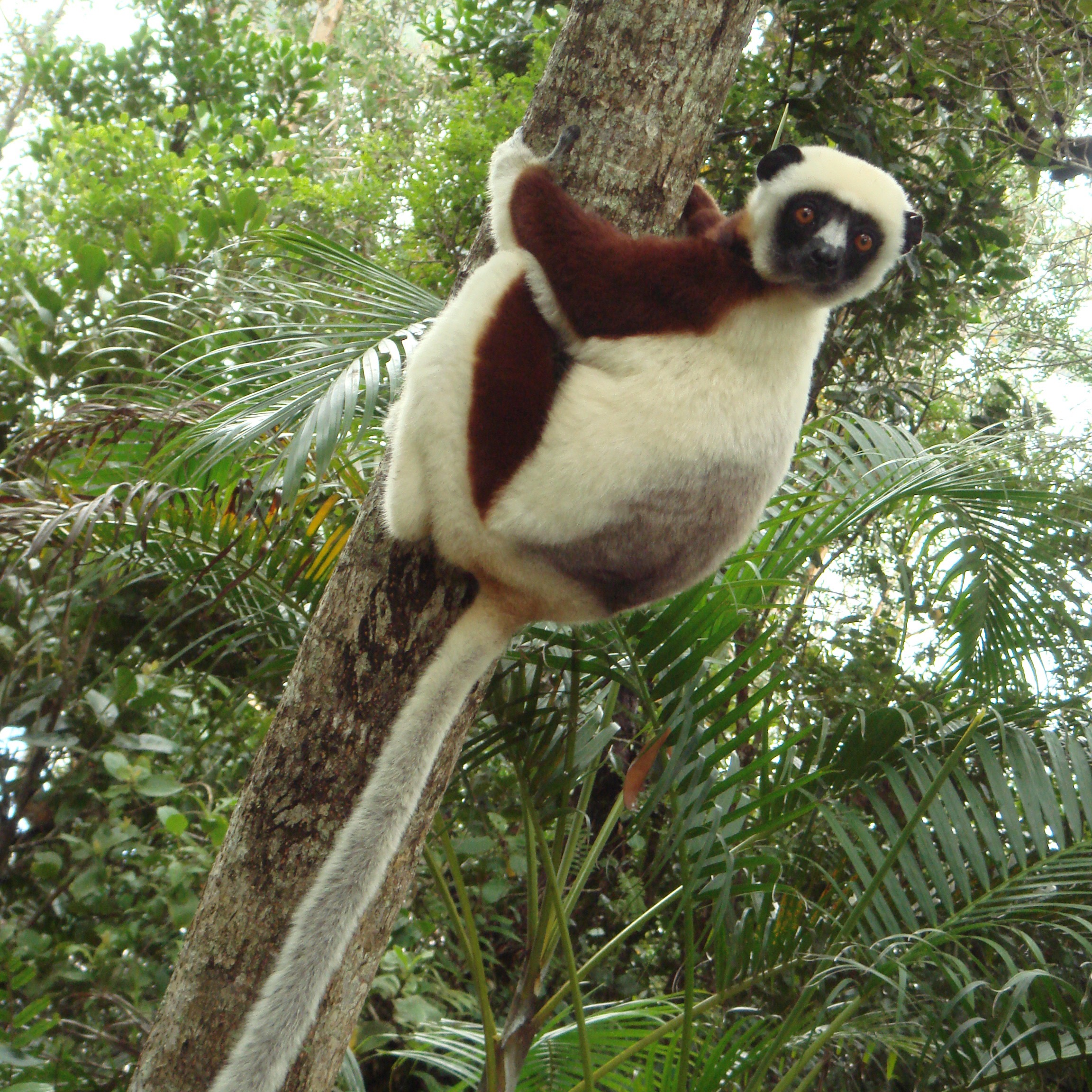 Coquerel's sifaka