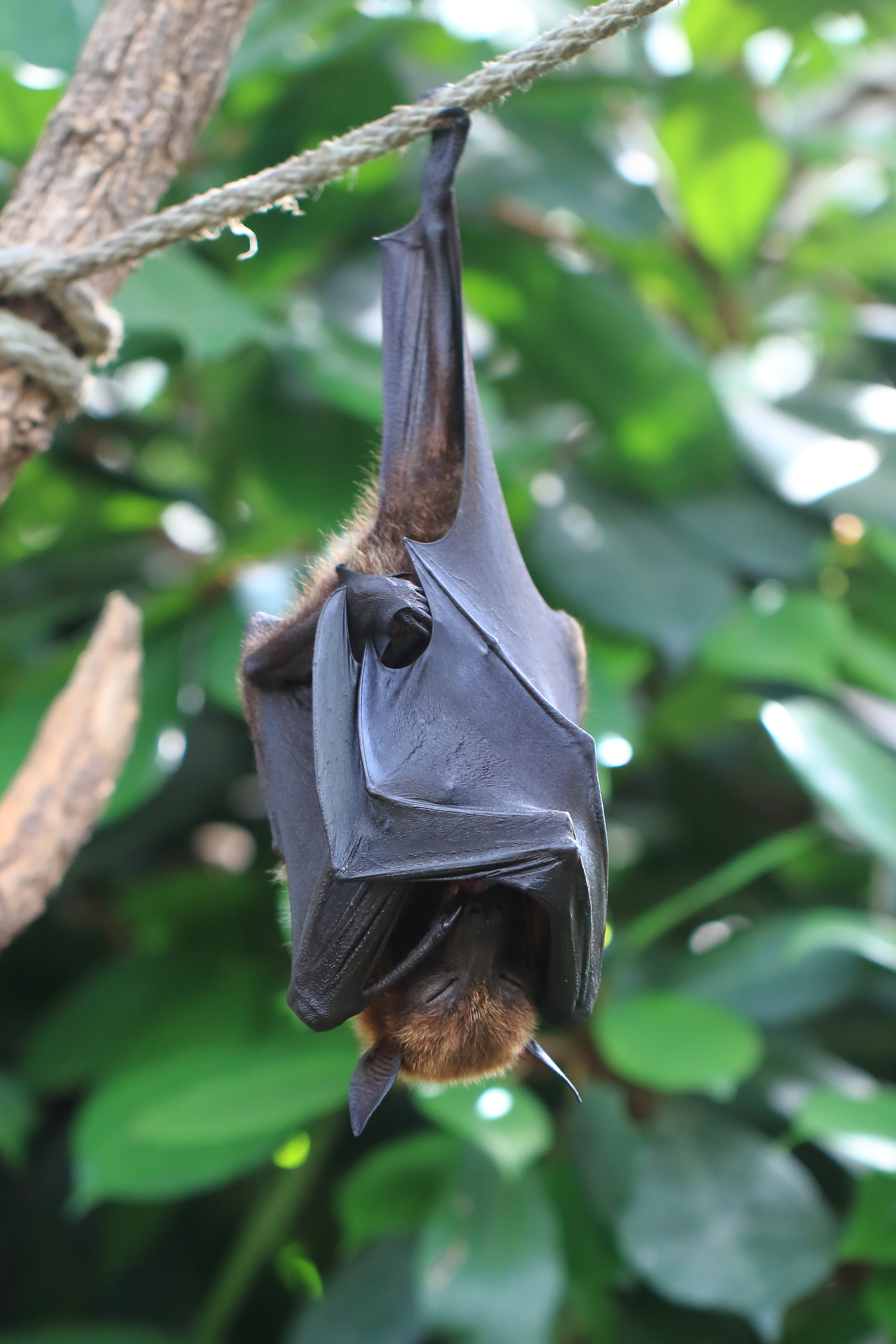 Megabat